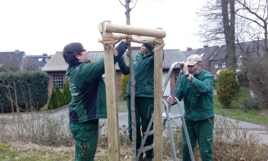 Drei Personen stützen einen jungen Baum mit Seilen an einem Holzgerüst in einer Gartenumgebung.