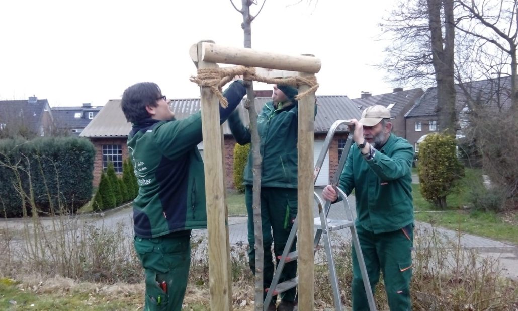 Drei Personen stützen einen jungen Baum mit Seilen an einem Holzgerüst in einer Gartenumgebung.