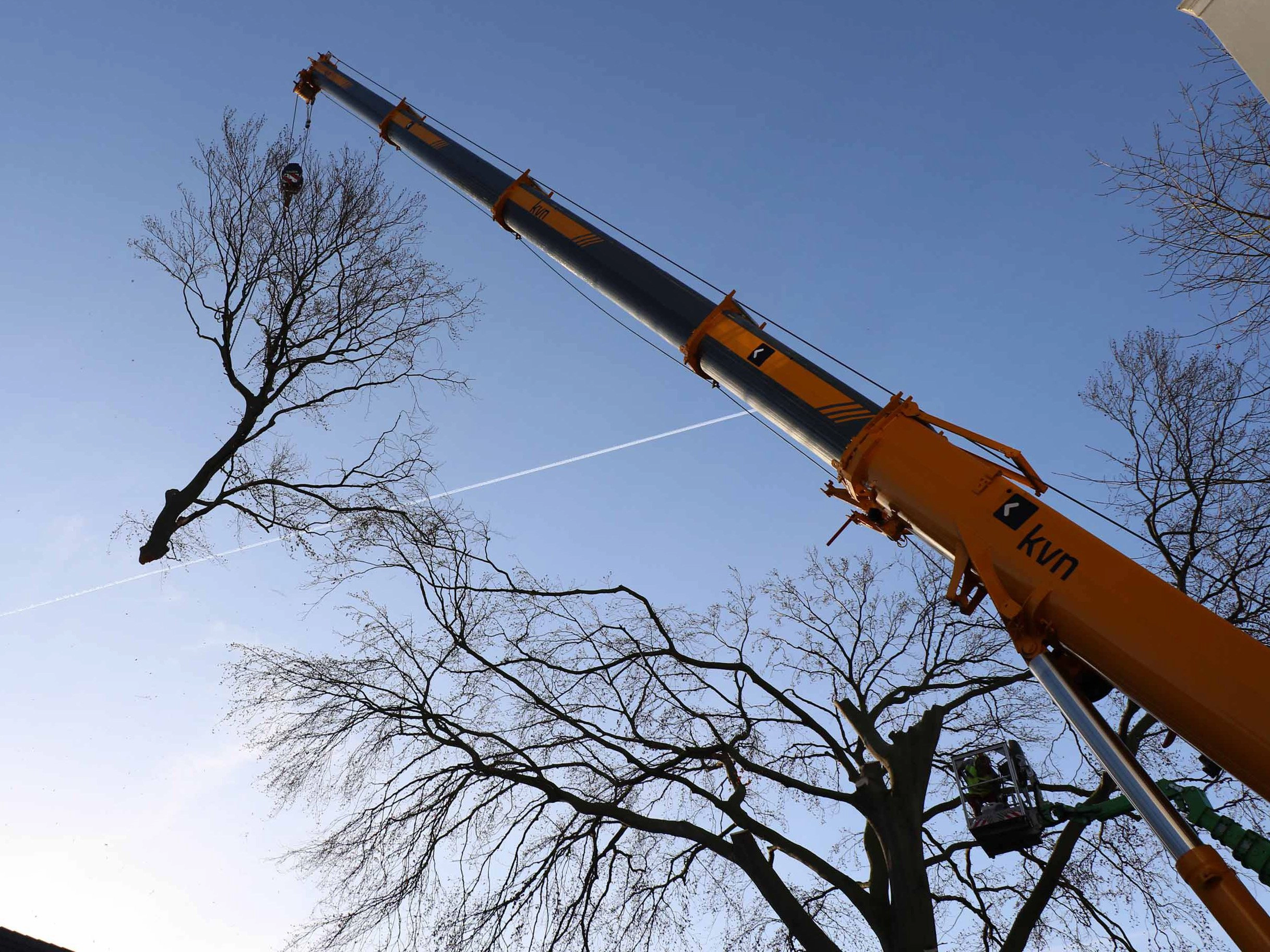 Ein gelber Kran hebt einen Baumstamm, während ein Arbeiter im Hebekorb an der Baumfällung arbeitet.