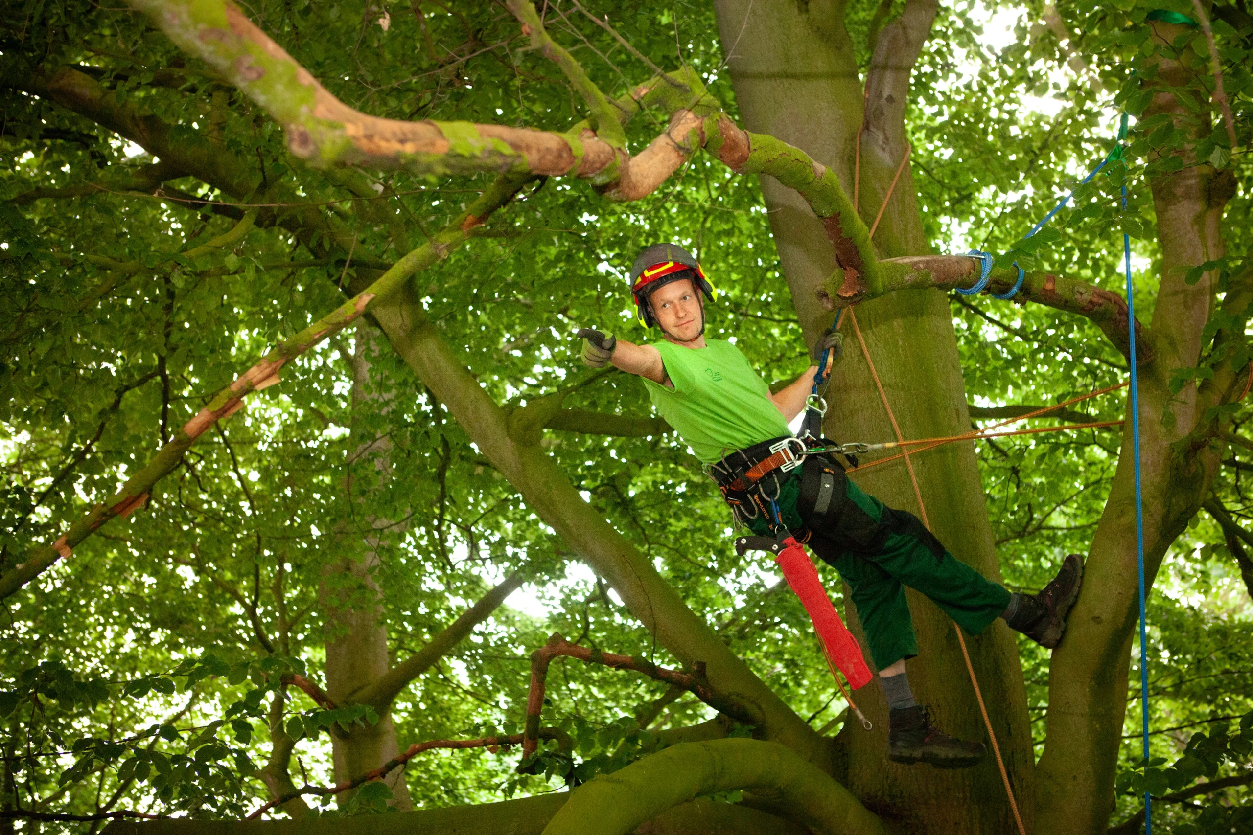 Eine Person klettert professionell gesichert in einem dichten, grünen Baum.