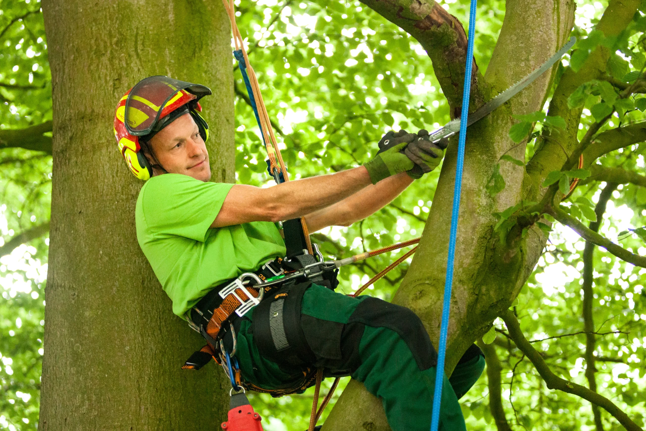 Eine Person mit Schutzhelm schneidet konzentriert einen Ast in einem Baum ab, gesichert mit Sicherheitsausrüstung.