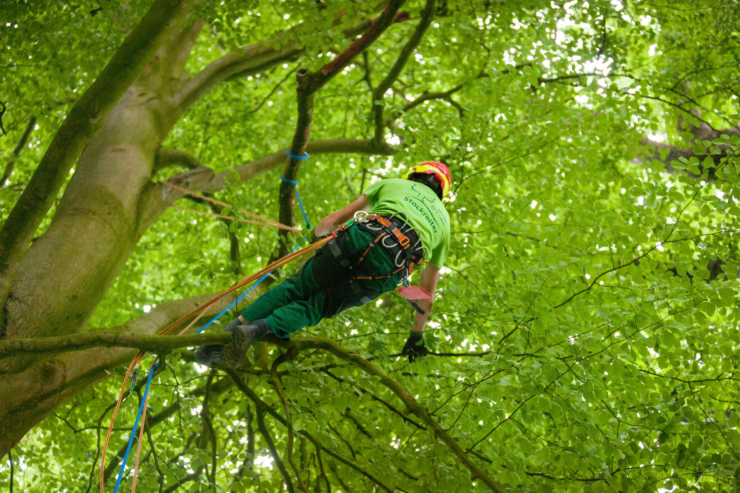 Eine Person in Sicherheitskleidung klettert gesichert auf einem Baum, umgeben von dichten, grünen Blättern.
