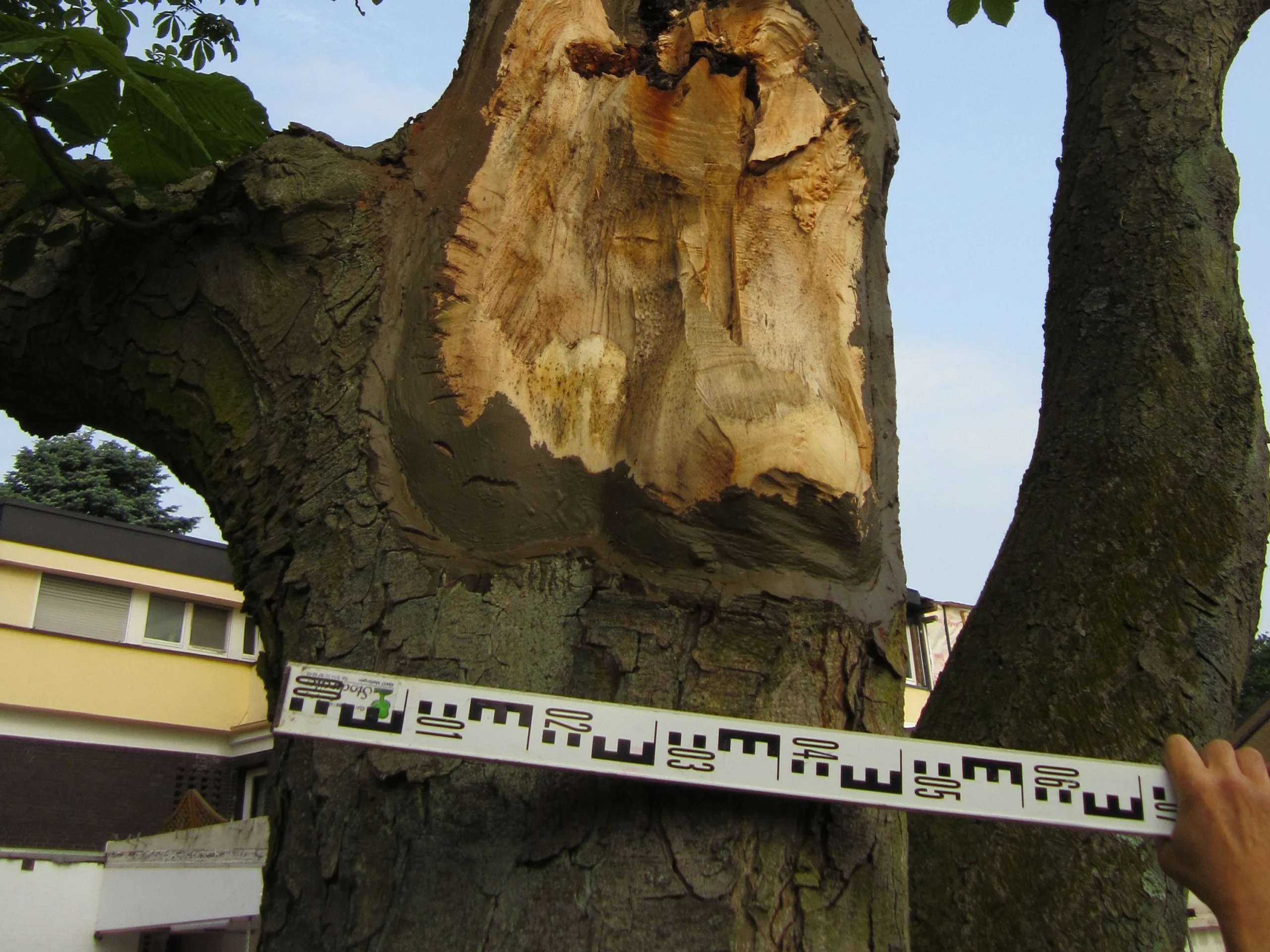 Ein Baumstamm mit bearbeiteter Stelle wird mit einer Messlatte vermessen, um die Größe zu dokumentieren.