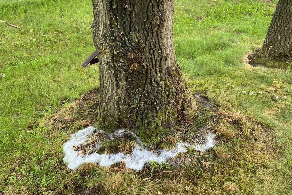 Ein großer Baumstamm steht in einer grasbewachsenen Umgebung, umgeben von weißlichem Schaum am Boden.