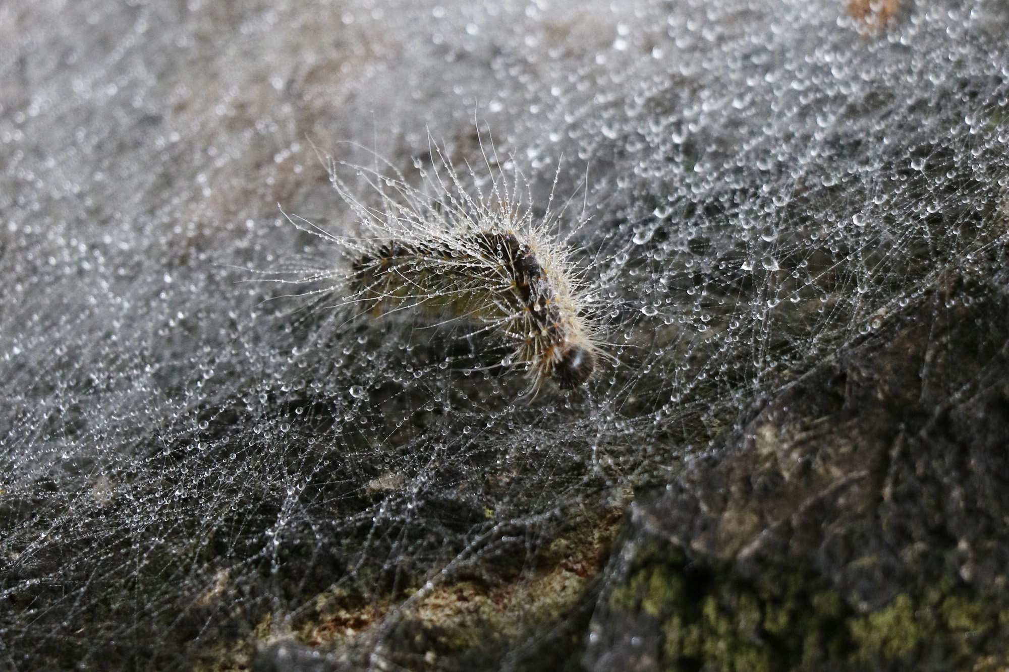 Eine behaarte Raupe mit Tautropfen bewegt sich über ein mit Tau bedecktes Spinnennetz.
