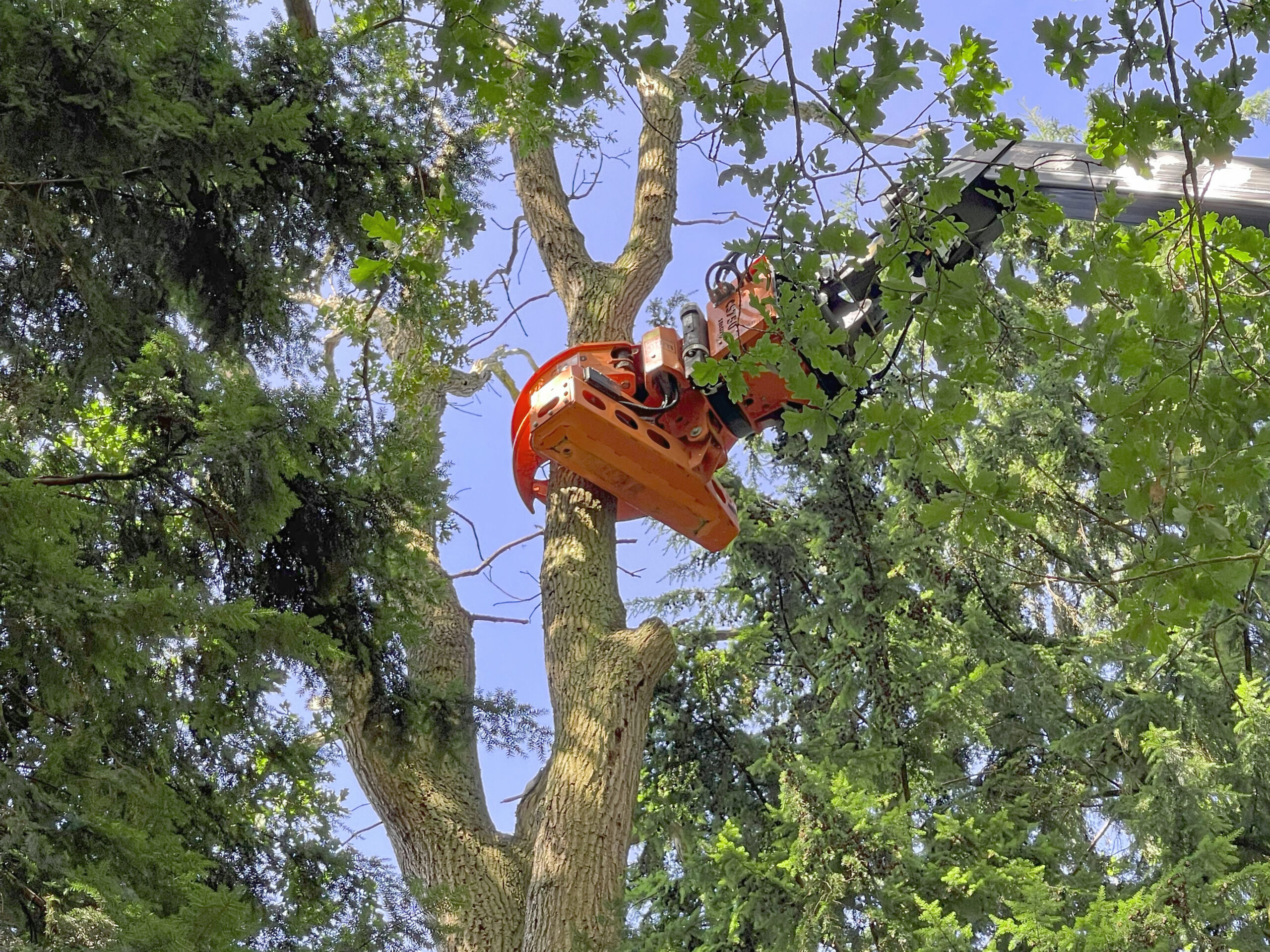 Ein orangefarbener Greifarm bearbeitet einen Baum in einem grünen Wald, um Äste zu schneiden.
