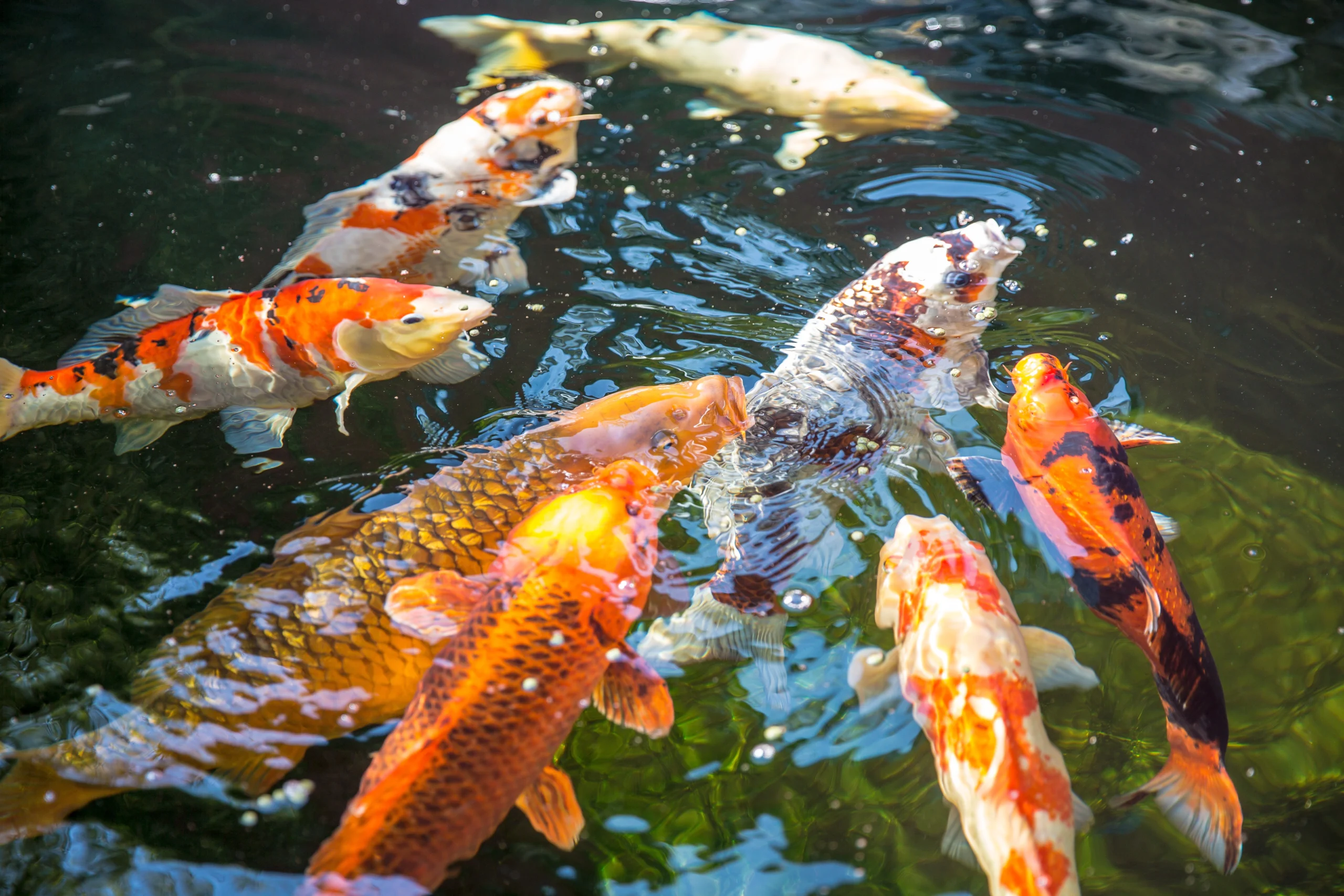 Koi-Fische in leuchtenden Farben schwimmen lebhaft in einem dunklen Teich mit Wellen und Blasen.