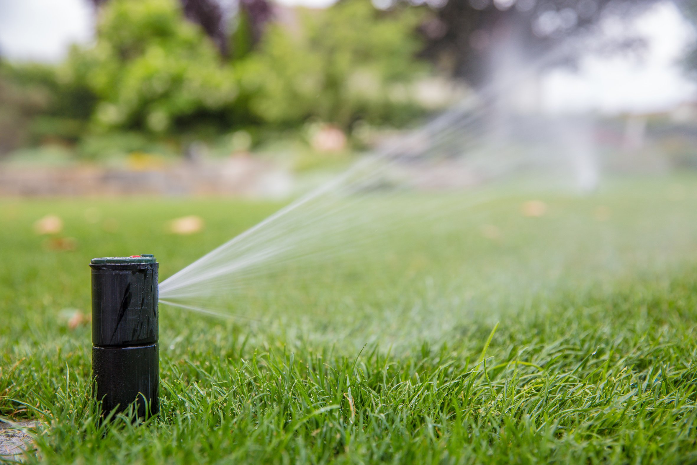 Ein Rasensprinkler bewässert einen grünen, gepflegten Rasen an einem sonnigen Tag.