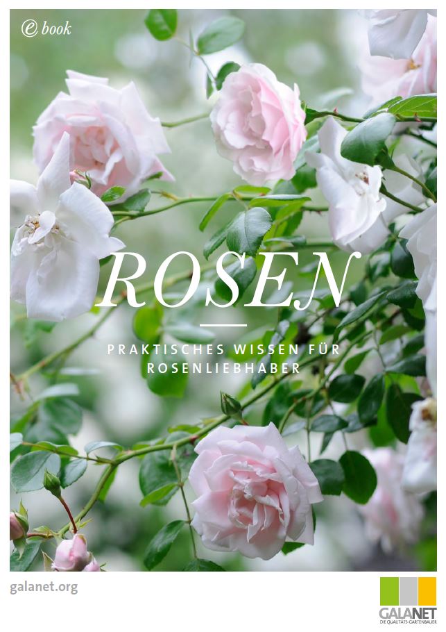 Cover eines E-Books mit zarten rosafarbenen Rosenblüten und grünen Blättern, Titel: "ROSEN".