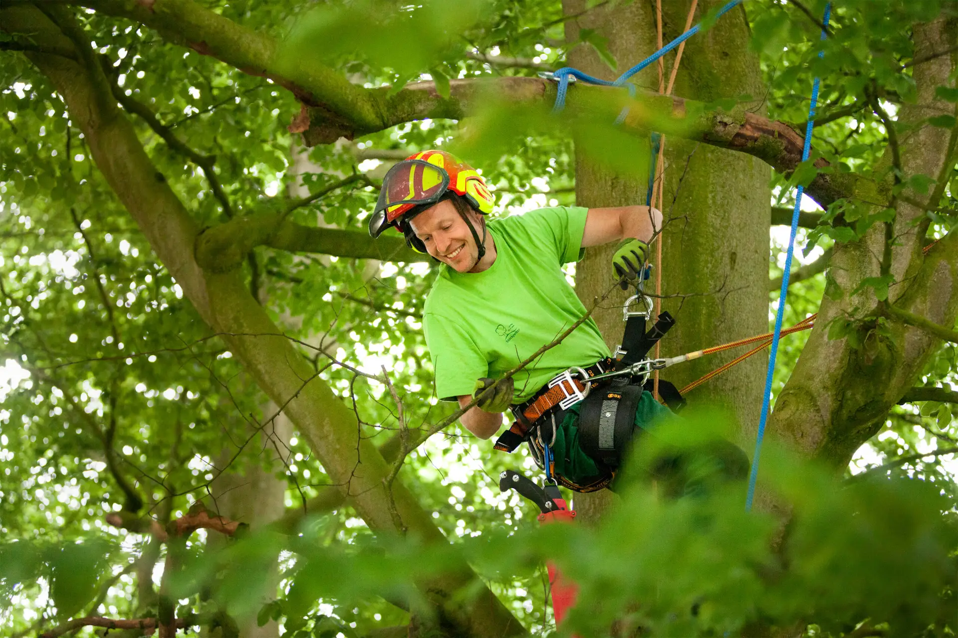 Ein Baumpfleger arbeitet mit Seilen gesichert in Schutzkleidung im Baum.