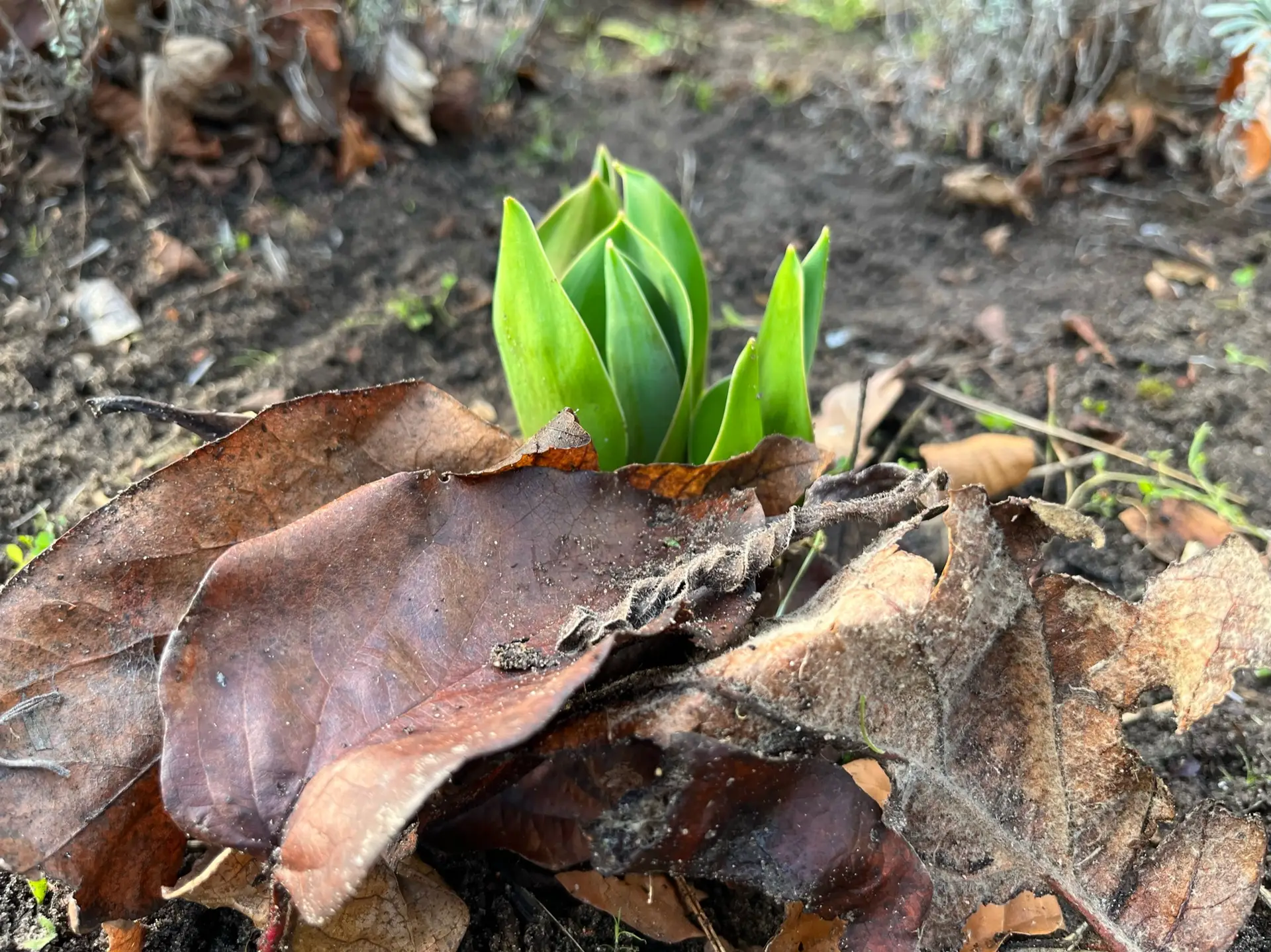 Ein grüner Pflanzentrieb zwischen braunen, verwelkten Blättern.