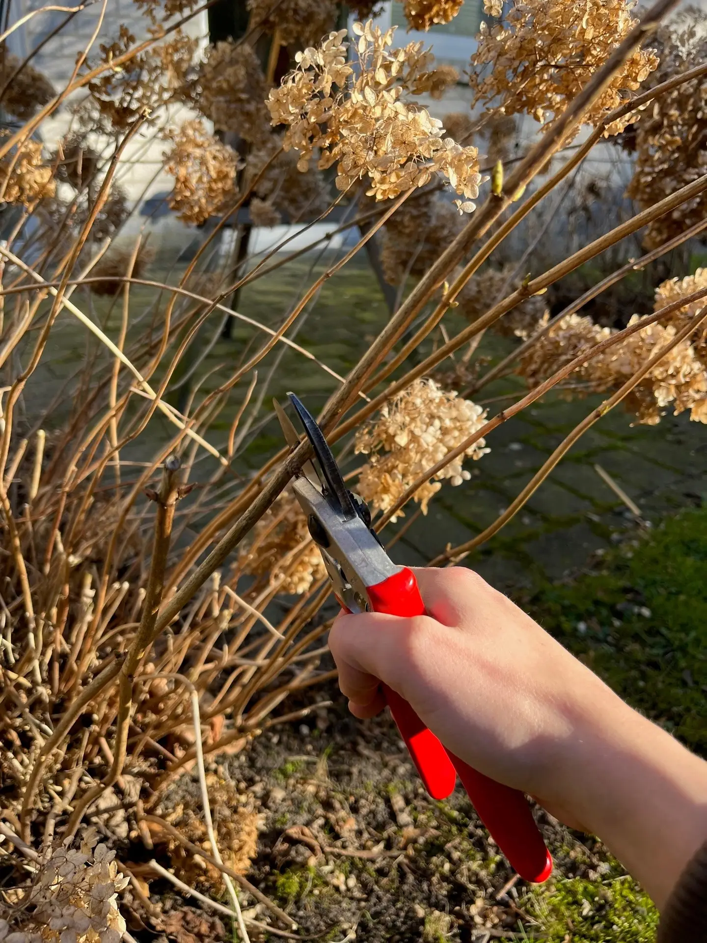 Eine Hand schneidet trockene Hortensien mit einer Gartenschere.