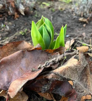 Ein grüner Pflanzentrieb zwischen braunen, verwelkten Blättern.