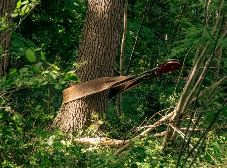 Ein Baumstamm mit einem straffen, rostigen Metallband und Flaschenzug in einem dichten Wald.