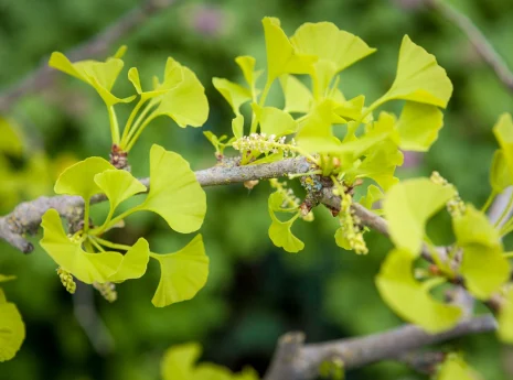Ein Ginkgobaumzweig mit leuchtend grünen, fächerförmigen Blättern vor unscharfem, grünem Hintergrund.