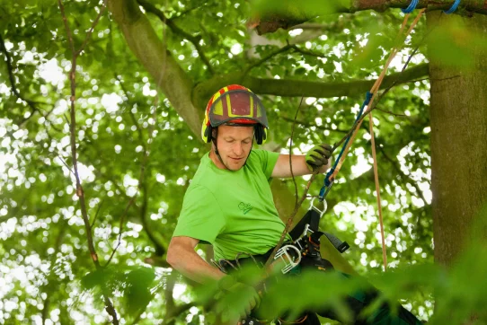 Eine Person klettert gesichert in einem Baum, umgeben von grünen Blättern und Ästen.