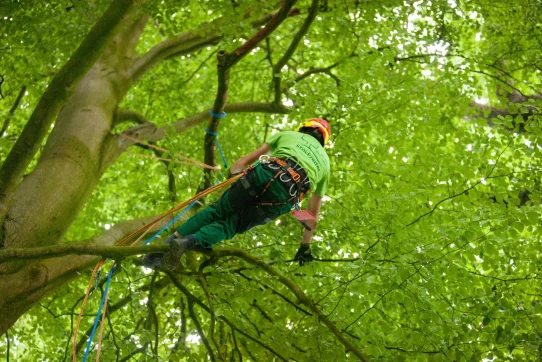 Eine Person in Sicherheitskleidung klettert gesichert auf einem Baum, umgeben von dichten, grünen Blättern.