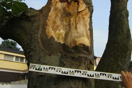 Ein Baumstamm mit bearbeiteter Stelle wird mit einer Messlatte vermessen, um die Größe zu dokumentieren.