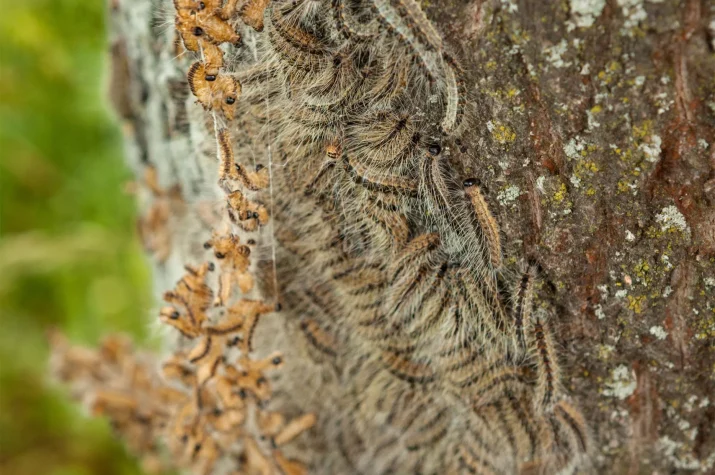 Ein Baumstamm mit vielen behaarten Raupen in Gruppen, umgeben von rauer Rinde und Flechten.