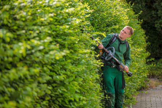 Person in grüner Arbeitskleidung schneidet konzentriert eine dichte, grüne Hecke mit Heckenschere.