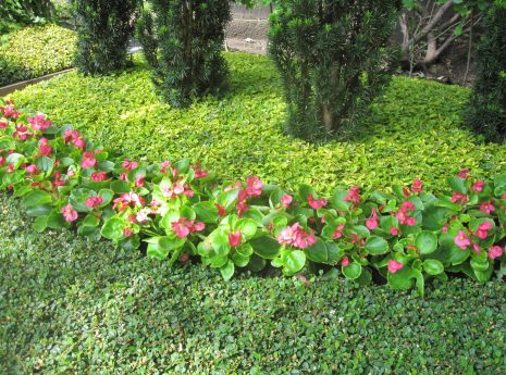 Gepflegter Garten mit rosa Blüten, grünen Bodendeckern und säulenartigen Büschen im Hintergrund.