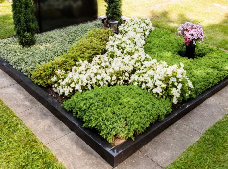 Eine gepflegte Grabstelle mit grünen Pflanzen, weißen und rosa Blumen, flankiert von zwei kleinen Sträuchern.
